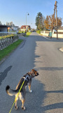 20241110_Lang